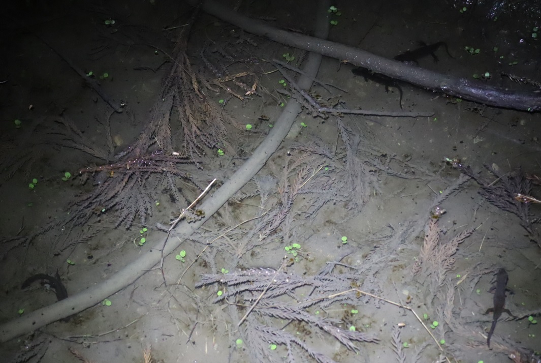 里山 H 山際のほんの一時的に出来た水溜まりに10匹のアカハライモリ _2022年4月6日 19時10分頃_気温17度